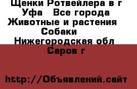 Щенки Ротвейлера в г.Уфа - Все города Животные и растения » Собаки   . Нижегородская обл.,Саров г.